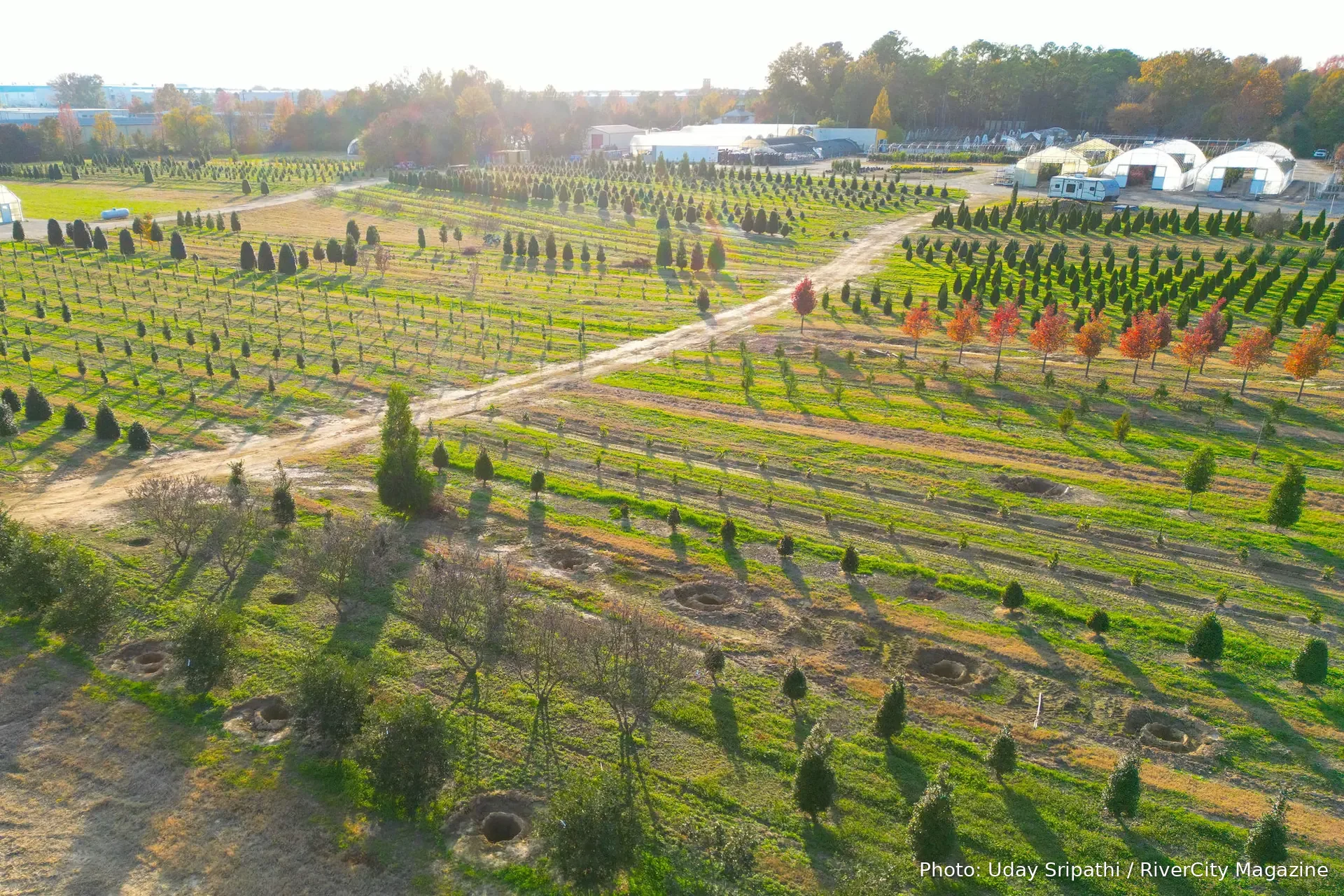 The growing fields from the air, rows of trees turning colour across the acreage