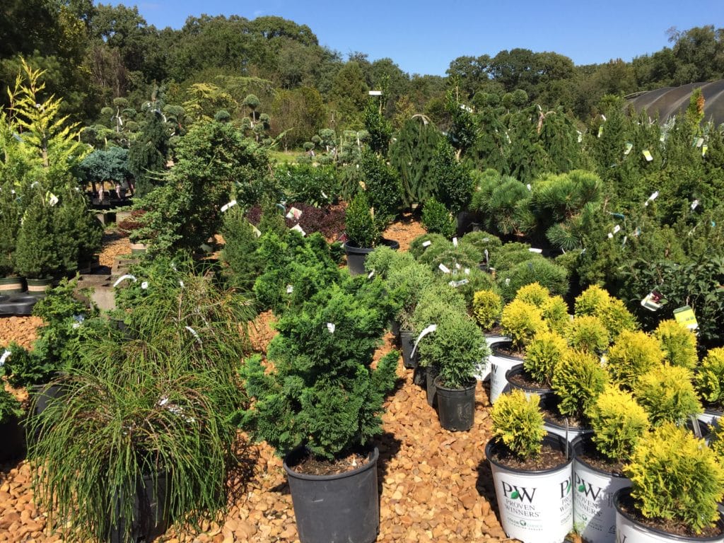 Shrubs – The Dabney Nursery Shrubs – The Dabney Nursery
