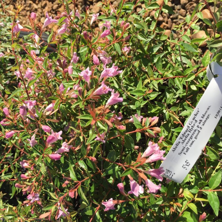 'Edward Goucher' Abelia