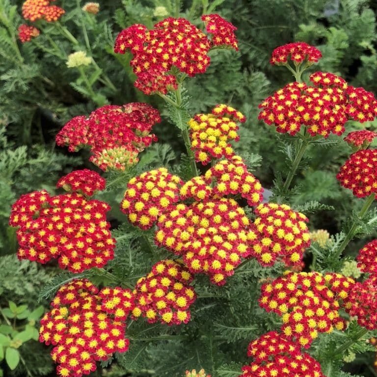 'Strawberry Seduction' Yarrow