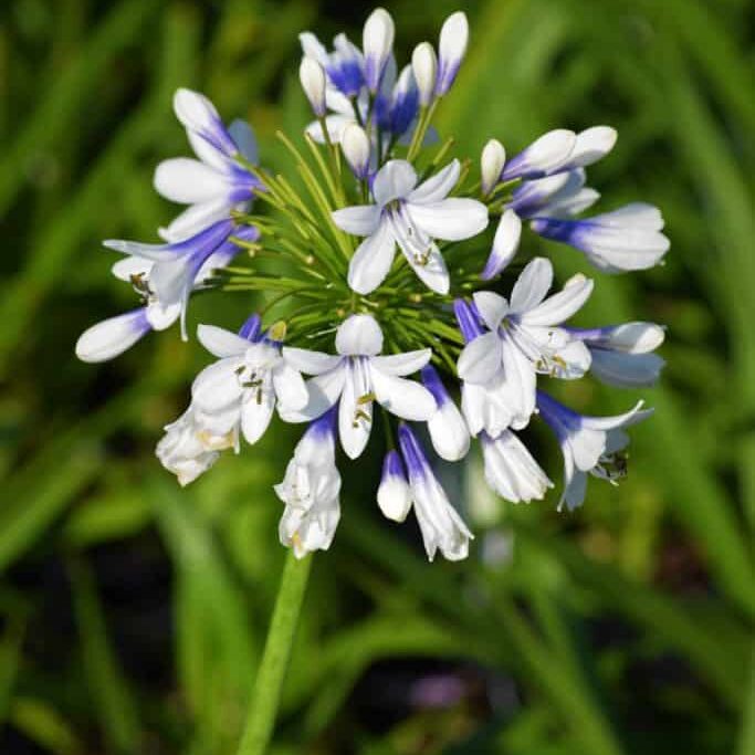 'Twister' Lily of the Nile