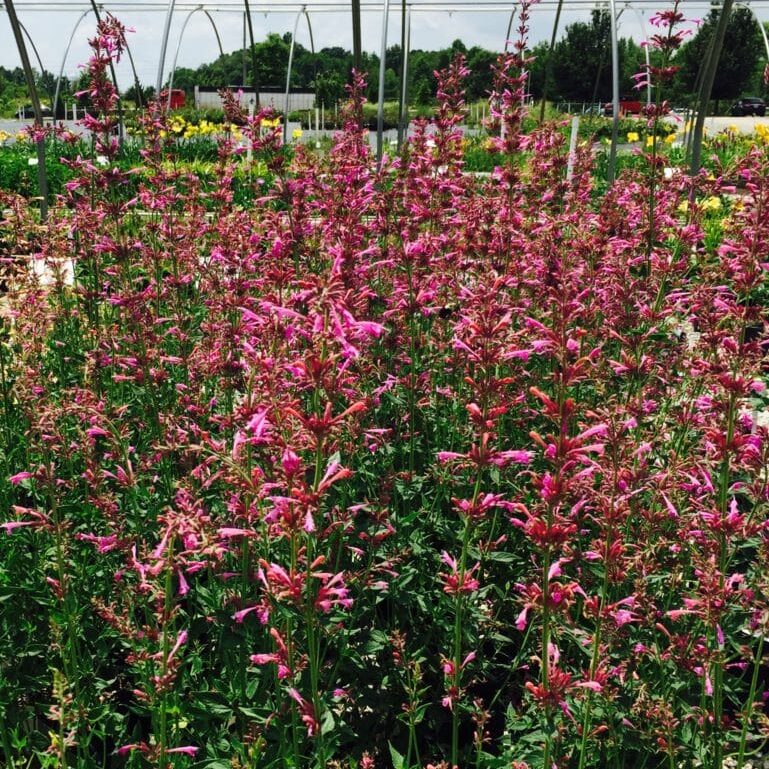 'Summer Love' Hyssop