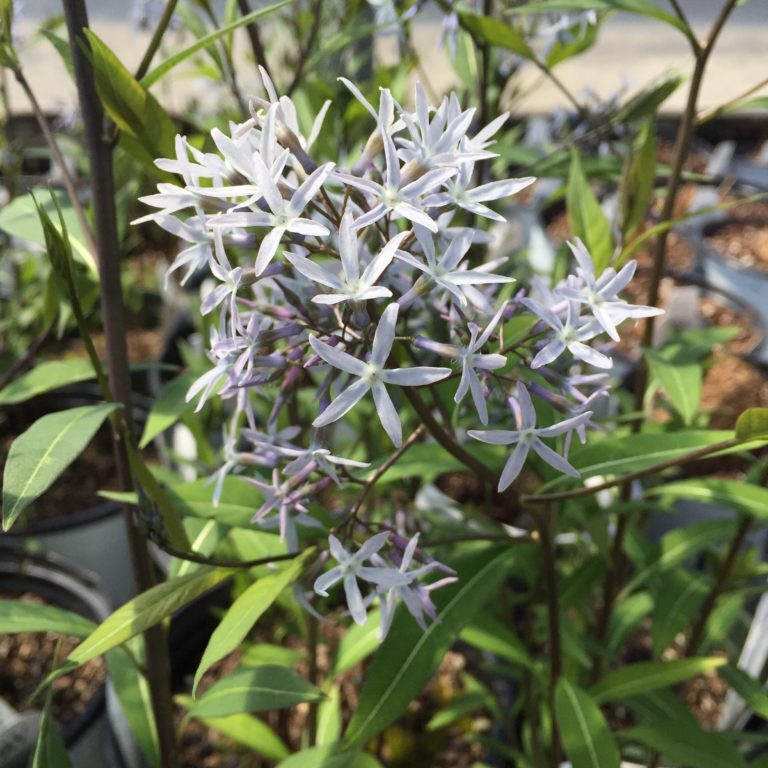 'Storm Cloud' Amsonia