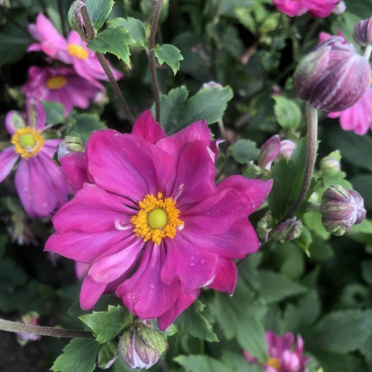 'Curtain Call' Deep Rose Anemone