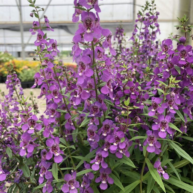 Purple Angelonia