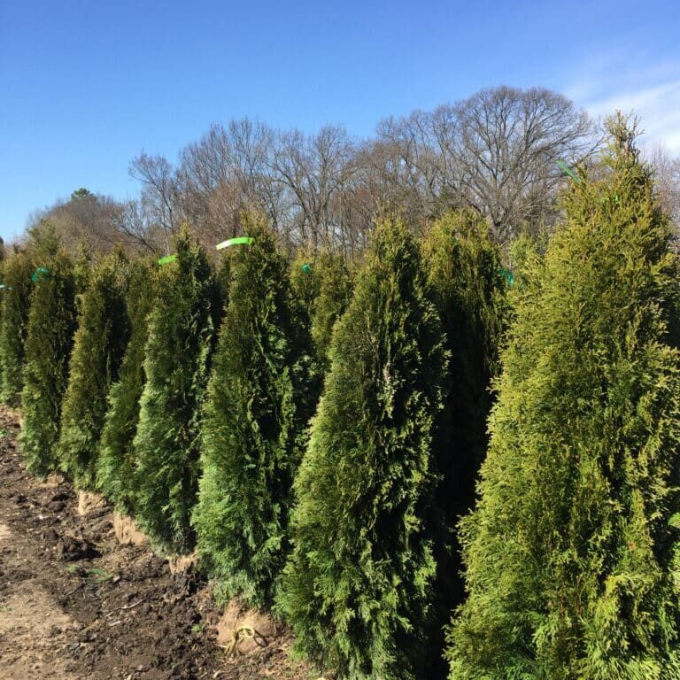 'Emerald Green' Arborvitae