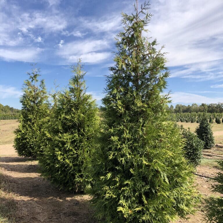 'Green Giant' Arborvitae