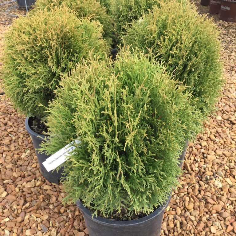 'Little Giant' Arborvitae