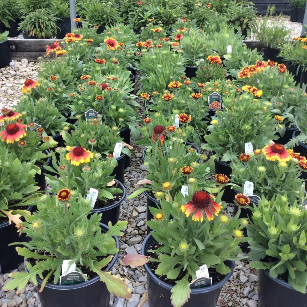 'Arizona Sun' Blanket Flower