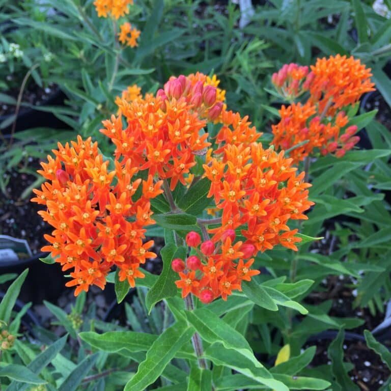 Butterfly Weed