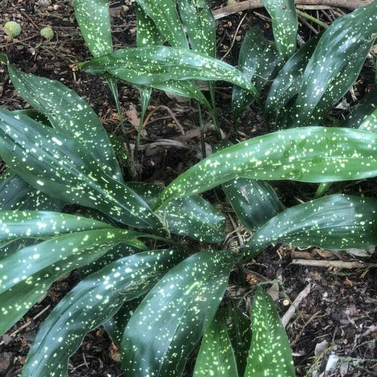 Variegated Cast Iron Plant