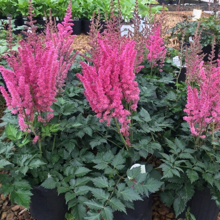 'Visions in Pink' Astilbe