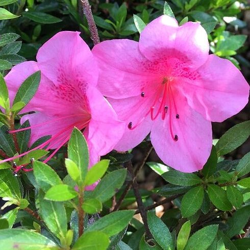 'Chinzan' Azalea