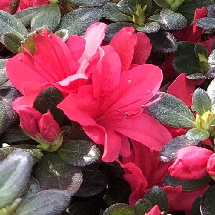 'Christmas Cheer' Azalea