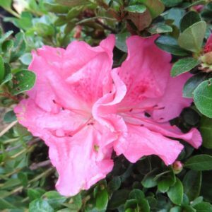 'Conversation Piece' Azalea