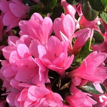 'Coral Bells' Azalea