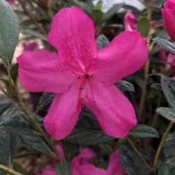 Amethyst™ Encore® Azalea