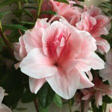 Belle™ Encore® Azalea