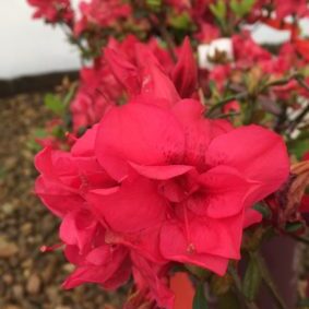 Bonfire™ Encore® Azalea