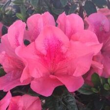 Coral™ Encore­® Azalea