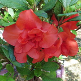 Embers™ Encore® Azalea