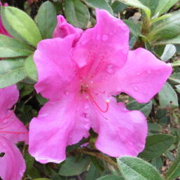 Empress™ Encore® Azalea