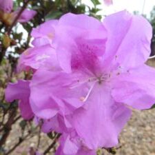 Lilac™ Encore® Azalea