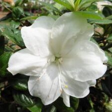 Moonlight™ Encore® Azalea