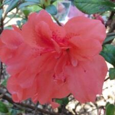 Princess™ Encore® Azalea