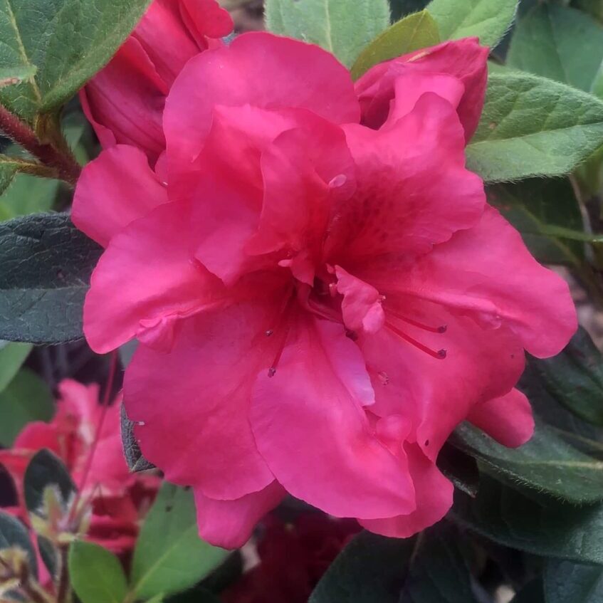 Rouge™ Encore® Azalea