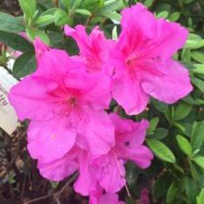 Royalty™ Encore® Azalea