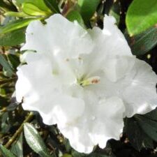 Starlite™ Encore® Azalea