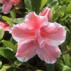 Sunburst™ Encore® Azalea