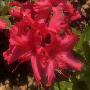 Sundance™ Encore® Azalea