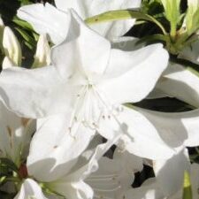 'GG Gerbing' Azalea