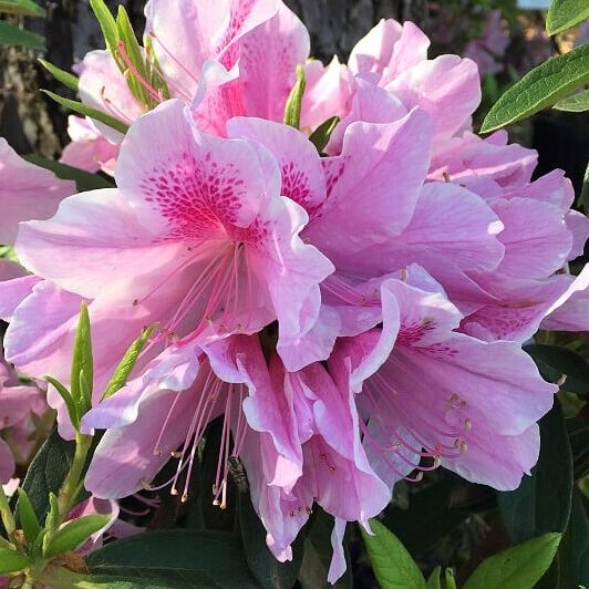 'George Tabor' Azalea