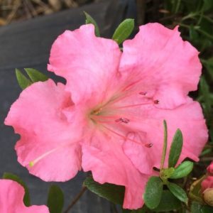 'Gumpo Pink' Azalea