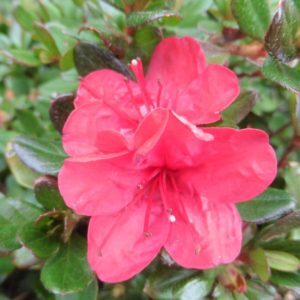 'Hino Crimson' Azalea