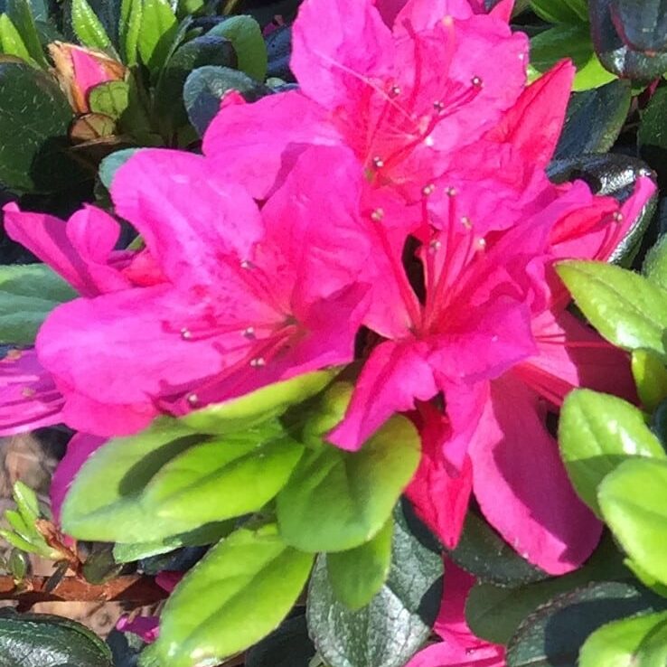 'Hino de Giri' Azalea