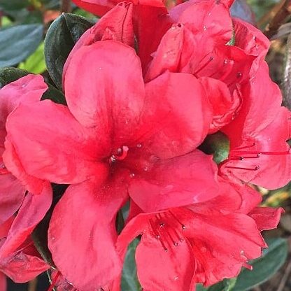 'Midnight Flare' Azalea