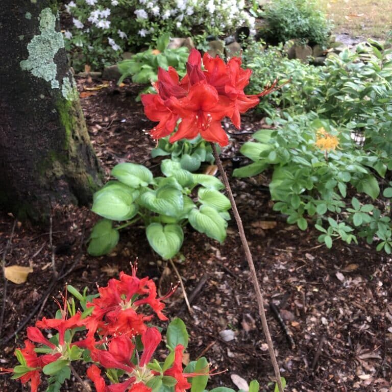 'Radiant Red' Azalea (Aromi Hybrid)