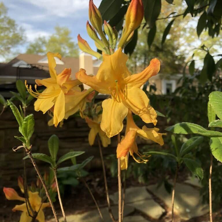 'Spring Fanfare' Azalea (Aromi Hybrid)