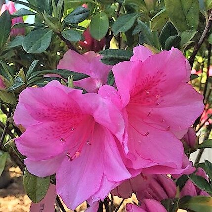 'Pink Ruffles' Azalea