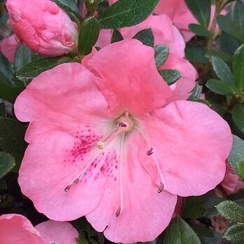 'Wakaebisu' Azalea