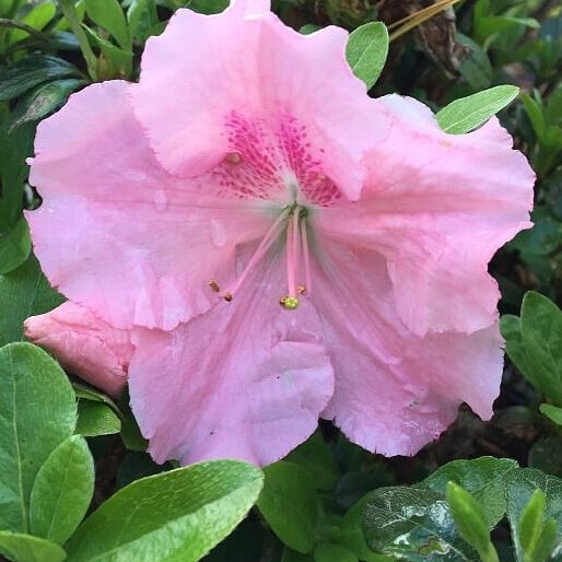 'Watchet' Azalea