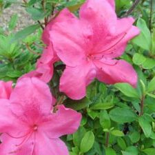 Carnival™ Encore® Azalea