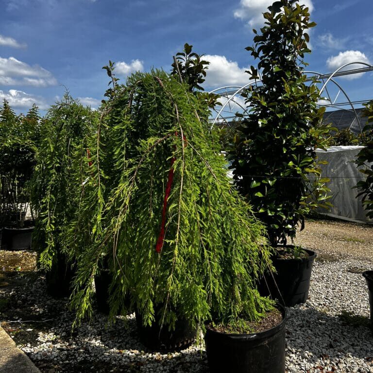 'Cascade Falls' Bald Cypress