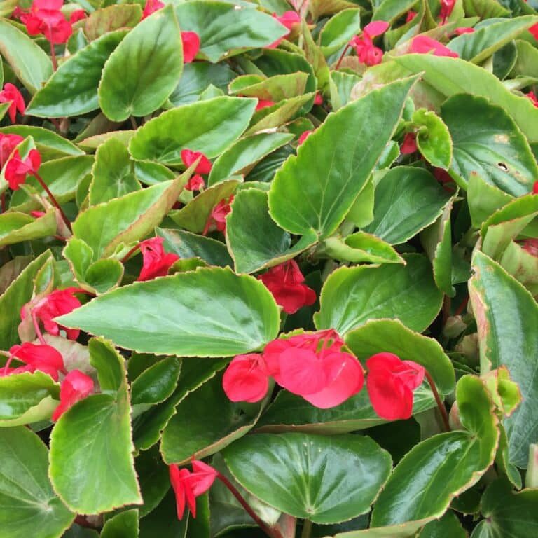 Dragonwing® Begonias