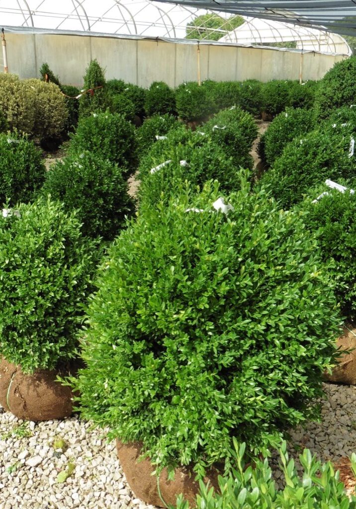 American Boxwood, 26"