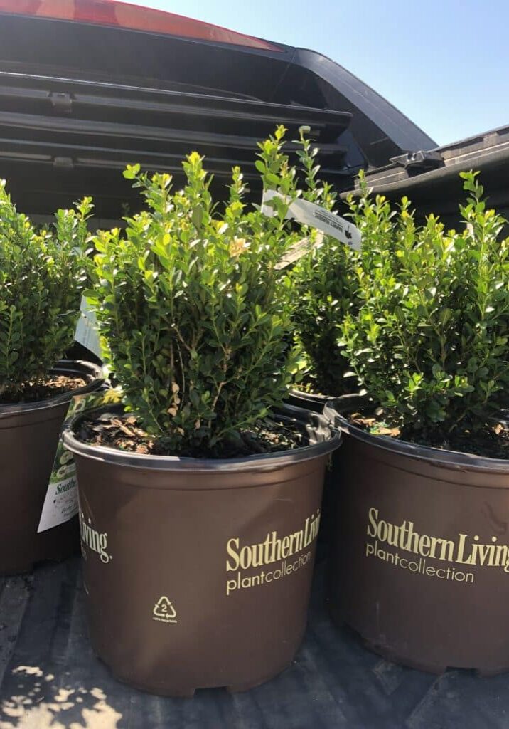 Baby Gem™ Boxwood